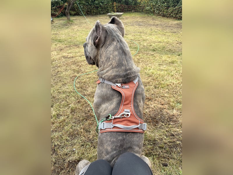 Cane Corso Rüde