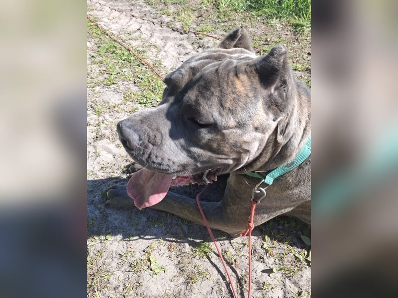 Cane Corso Rüde