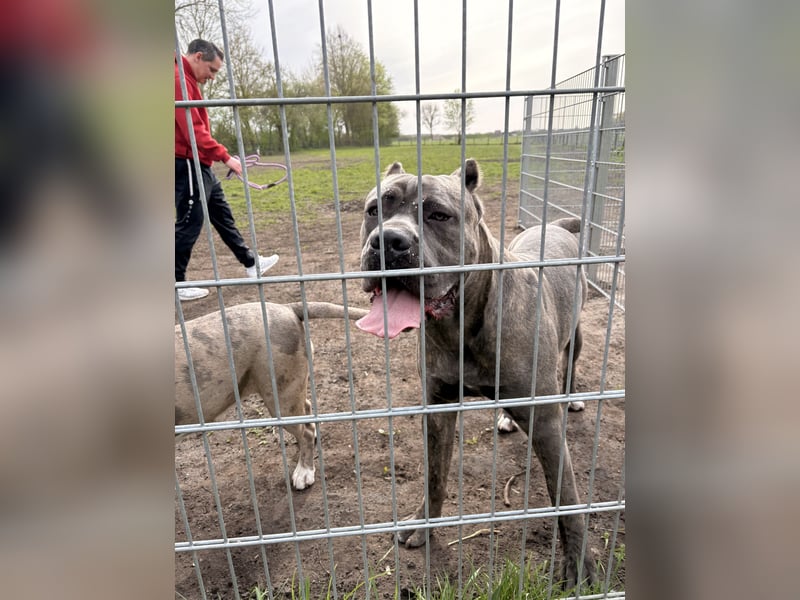 Cane Corso Rüde
