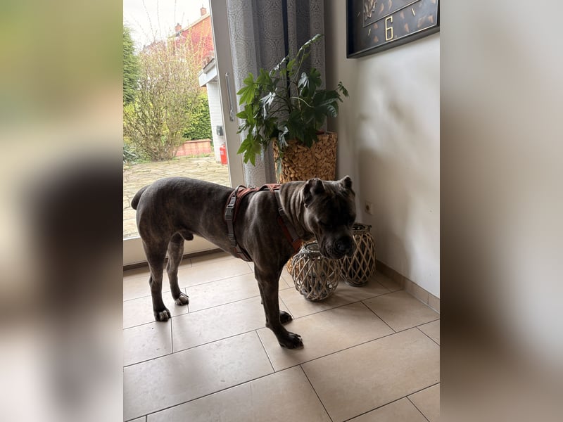 Cane Corso Rüde