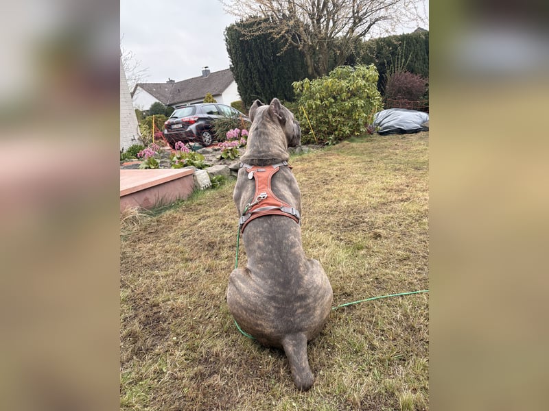 Cane Corso Rüde