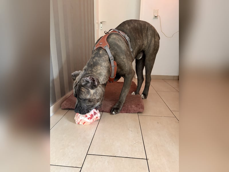 Cane Corso Rüde