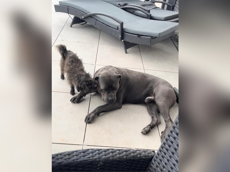 Cane Corso Rüde