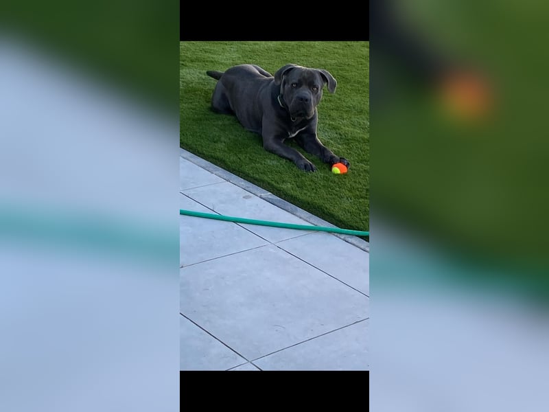 Cane Corso Rüde