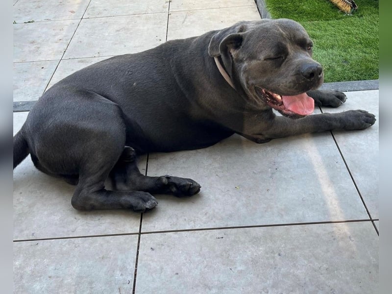 Cane Corso Rüde