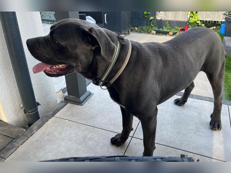 Cane Corso Rüde