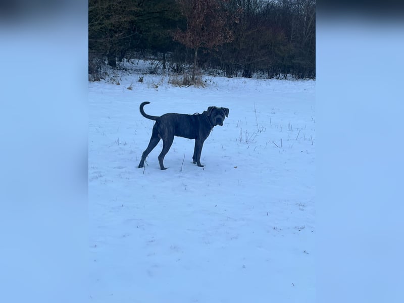 Cane Corso