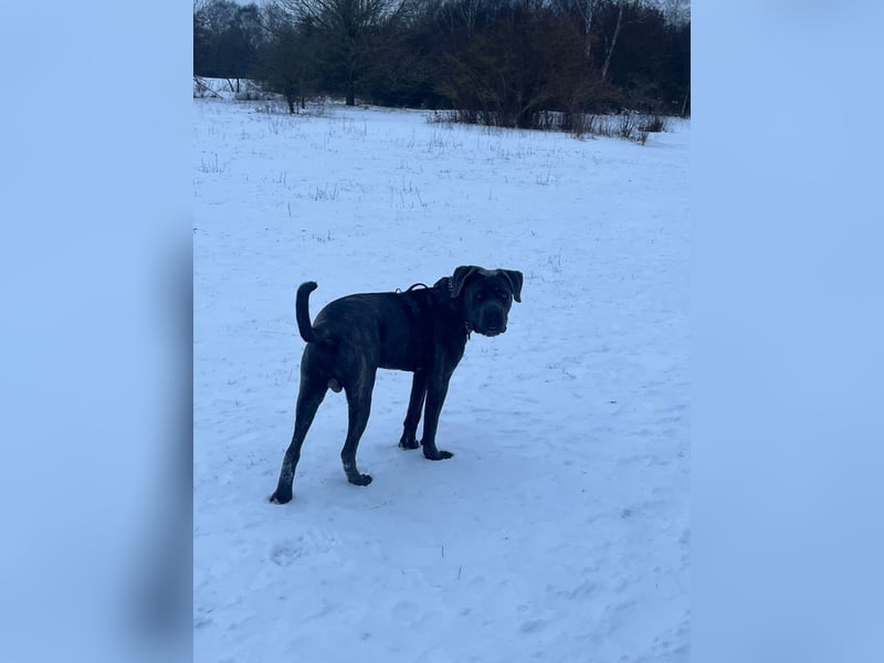 Cane Corso