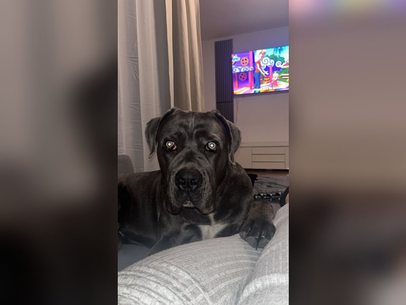 Cane Corso