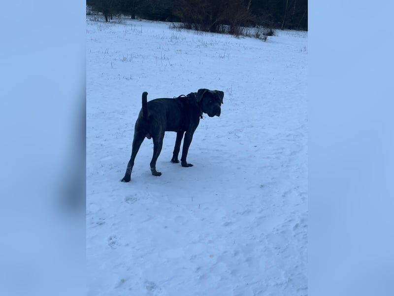 Cane Corso