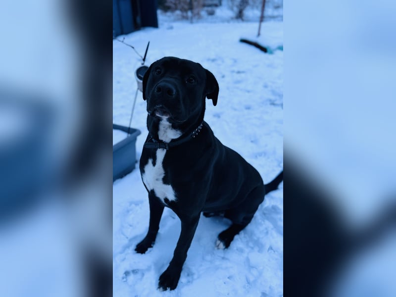 Cane Corso Rüde