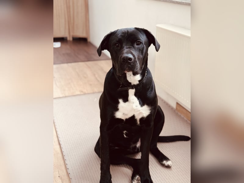 Cane Corso Rüde