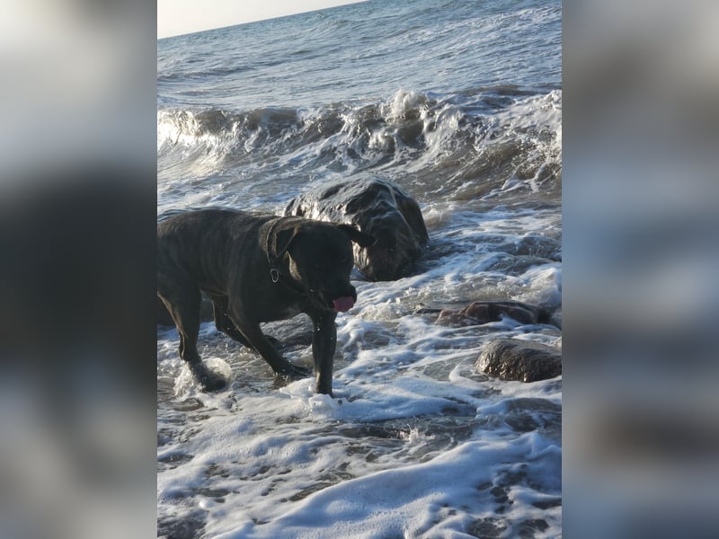 Cane corso Seppel