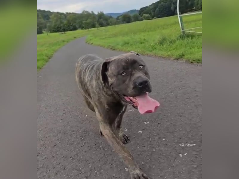 Cane corso Seppel