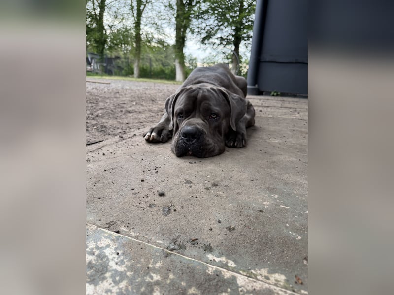 Cane Corso