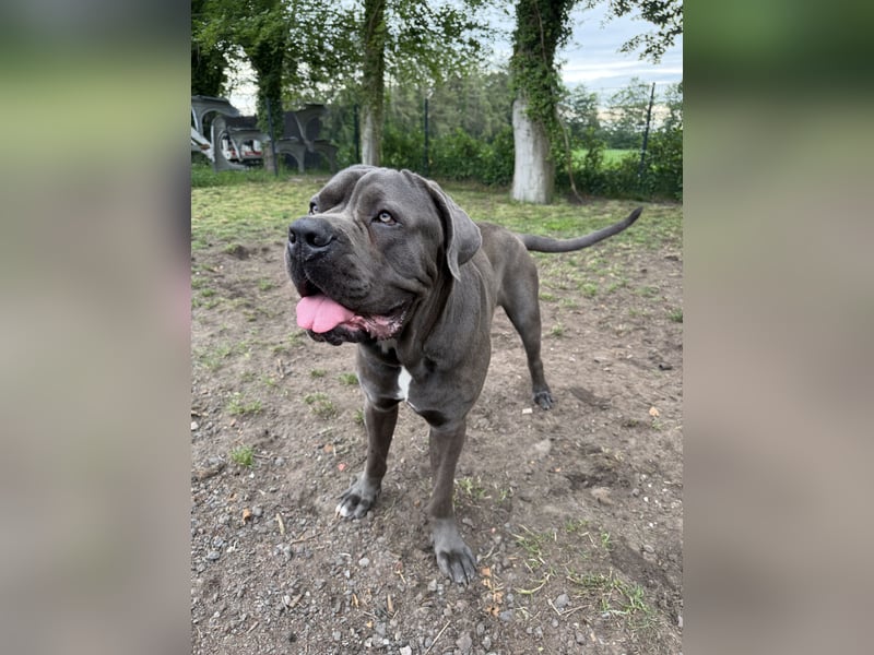 Cane Corso