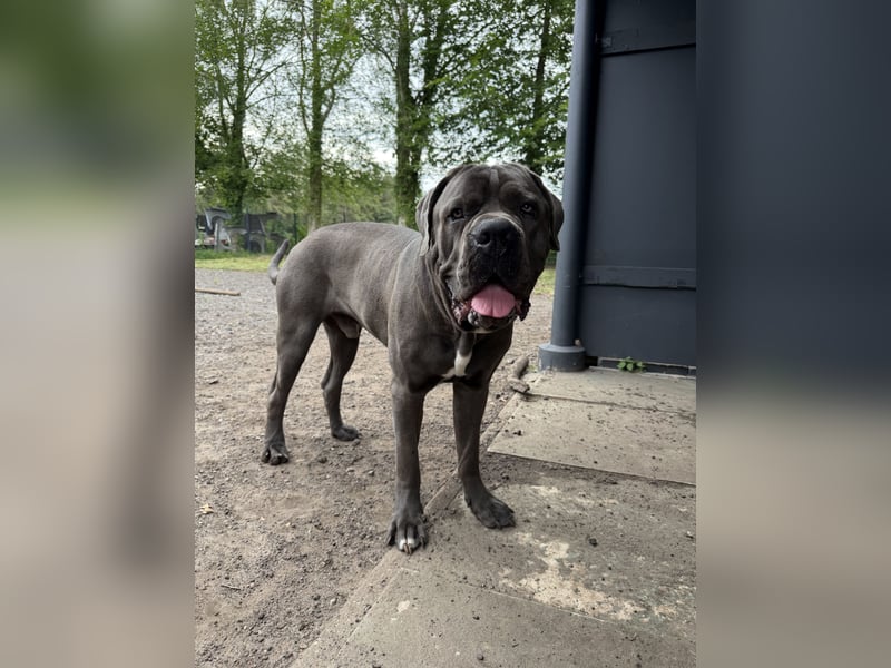 Cane Corso