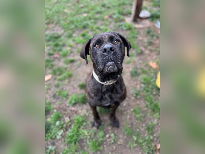 TRINI ca. 7 J. Cane Corso-Hündin, sehr lieb sucht Gnadenbrotplatz