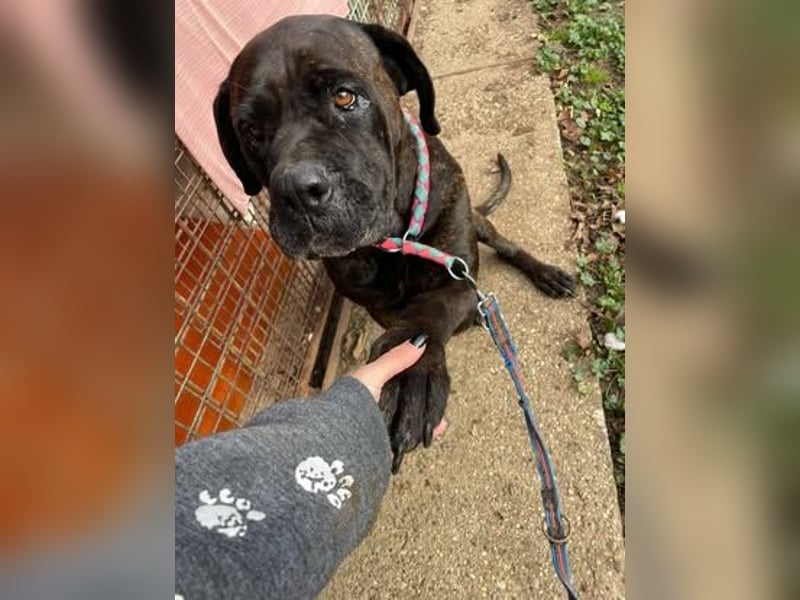 TRINI ca. 7 J. Cane Corso-Hündin, sehr lieb sucht Gnadenbrotplatz