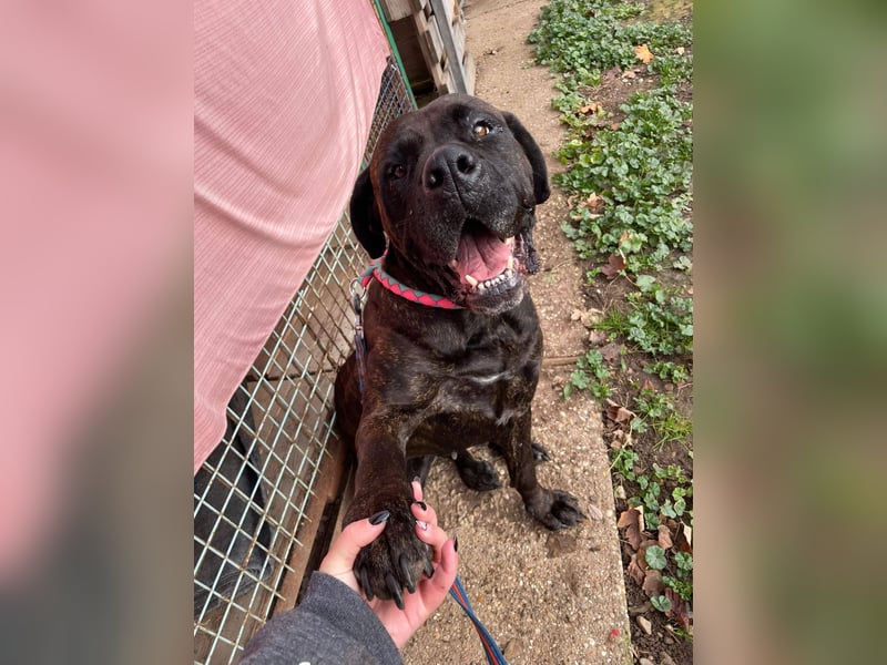 TRINI ca. 7 J. Cane Corso-Hündin, sehr lieb sucht Gnadenbrotplatz