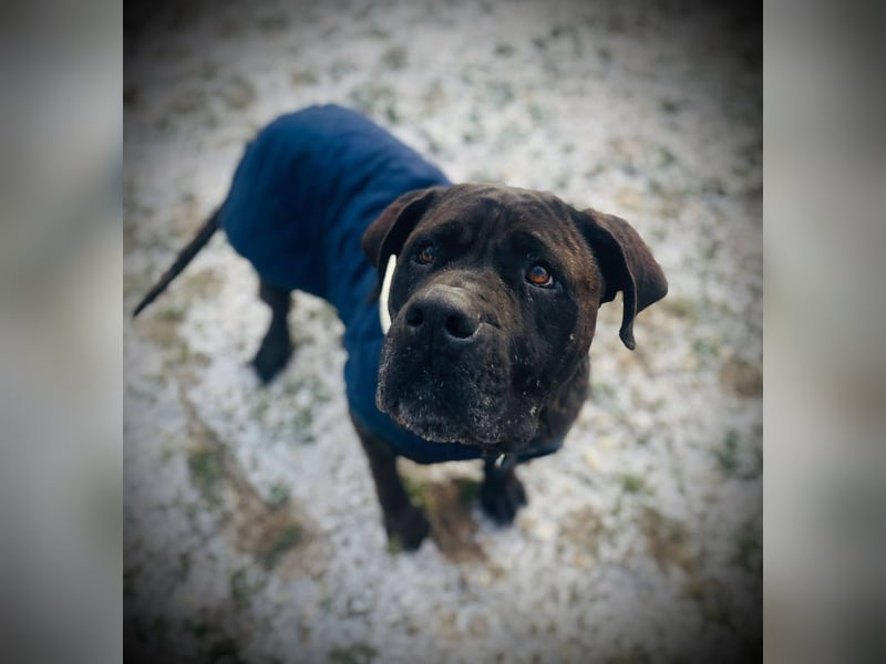 TRINI ca. 7 J. Cane Corso-Hündin, sehr lieb sucht Gnadenbrotplatz