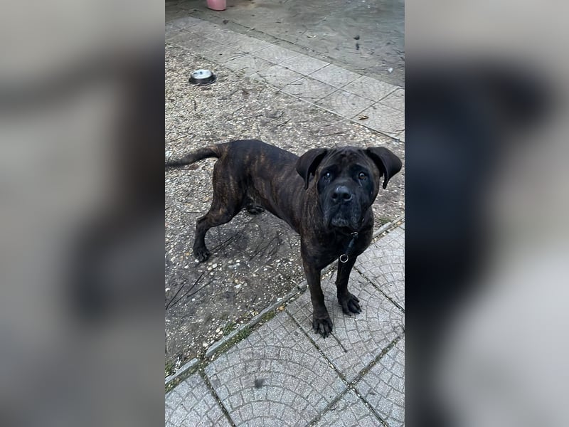 TRINI ca. 7 J. Cane Corso-Hündin, sehr lieb sucht Gnadenbrotplatz