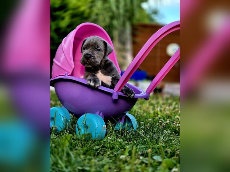 Cane Corso Welpe