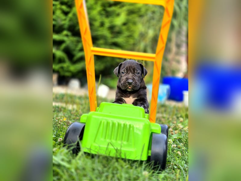 Cane Corso Welpe