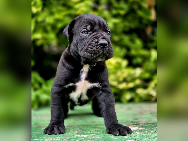 Cane Corso Welpe