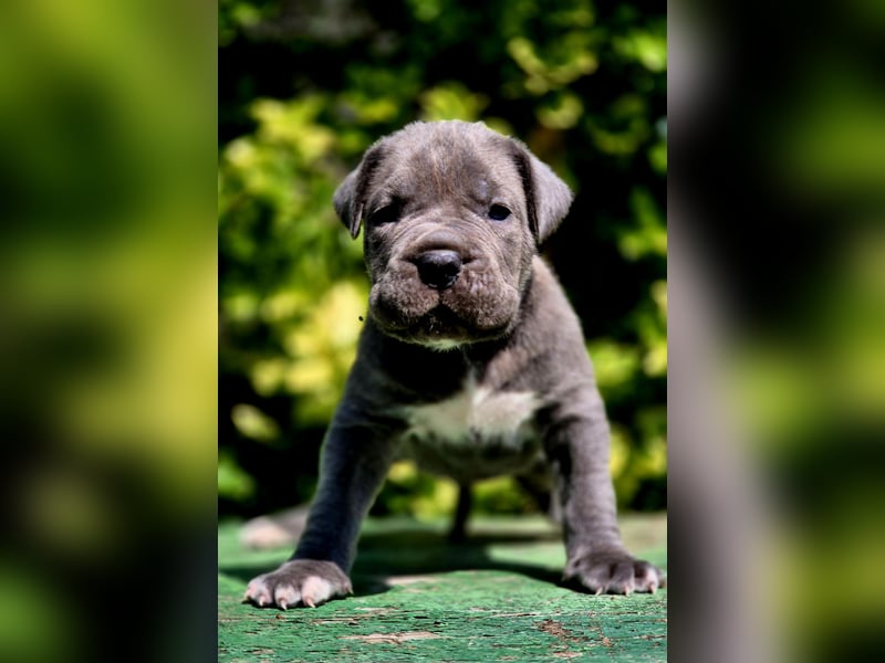 Cane Corso Welpe