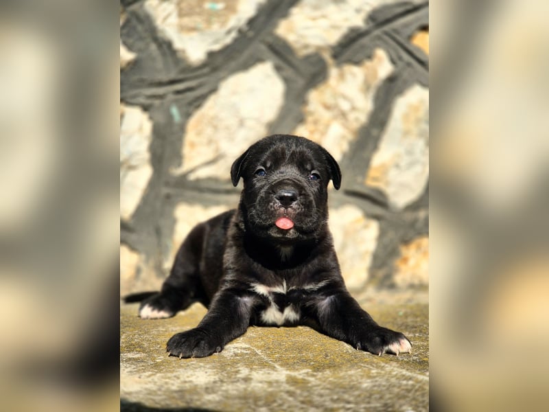 Cane Corso Welpe