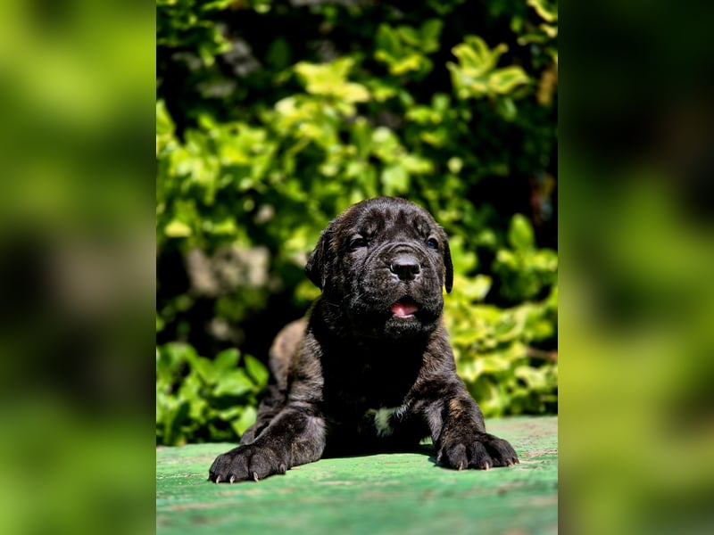 Cane Corso Welpe