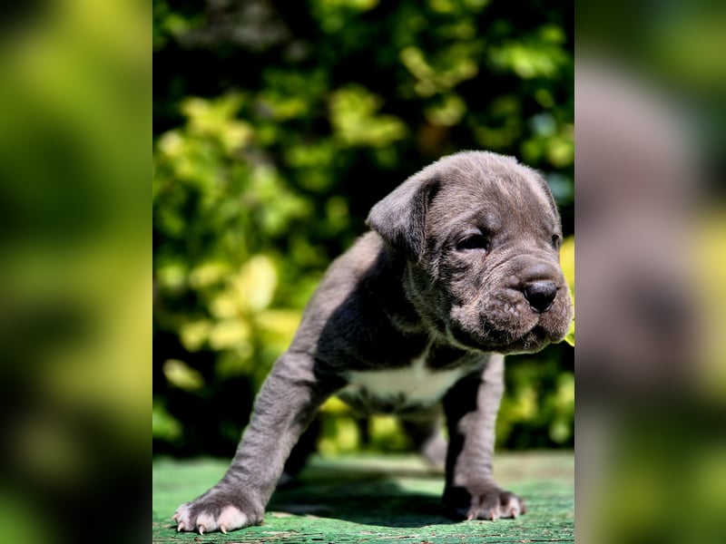 Cane Corso Welpe