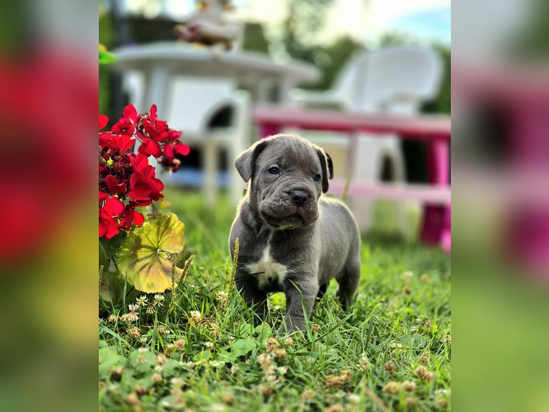 Cane Corso Welpe