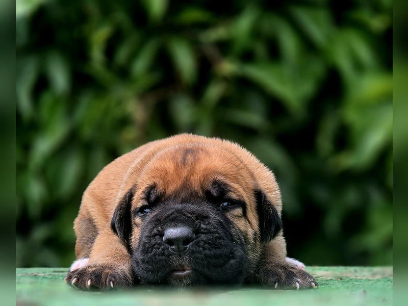 Cane Corso Welpe
