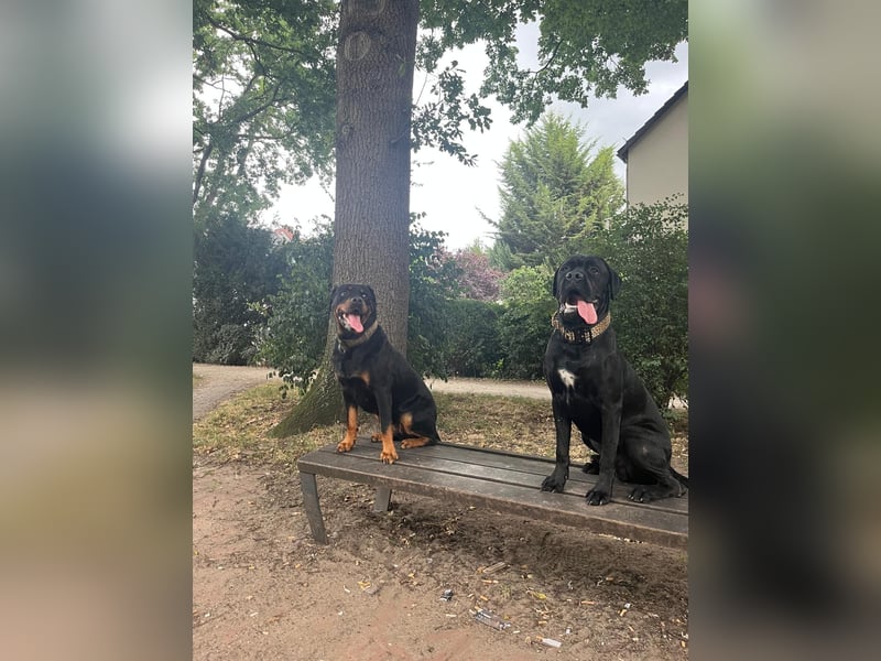 ❤️ Schweren Herzens suchen wir ein passendes Zuhause für unseren Cane Corso (1 Jahr).
