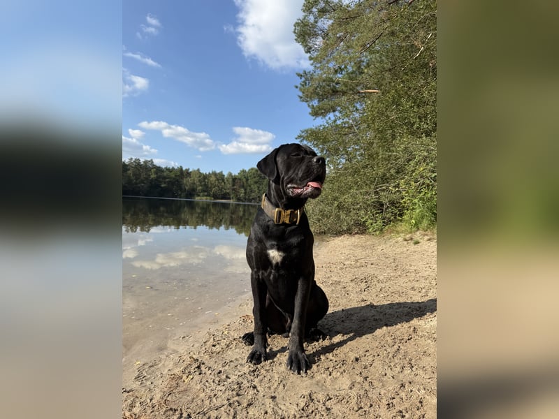 ❤️ Schweren Herzens suchen wir ein passendes Zuhause für unseren Cane Corso (1 Jahr).