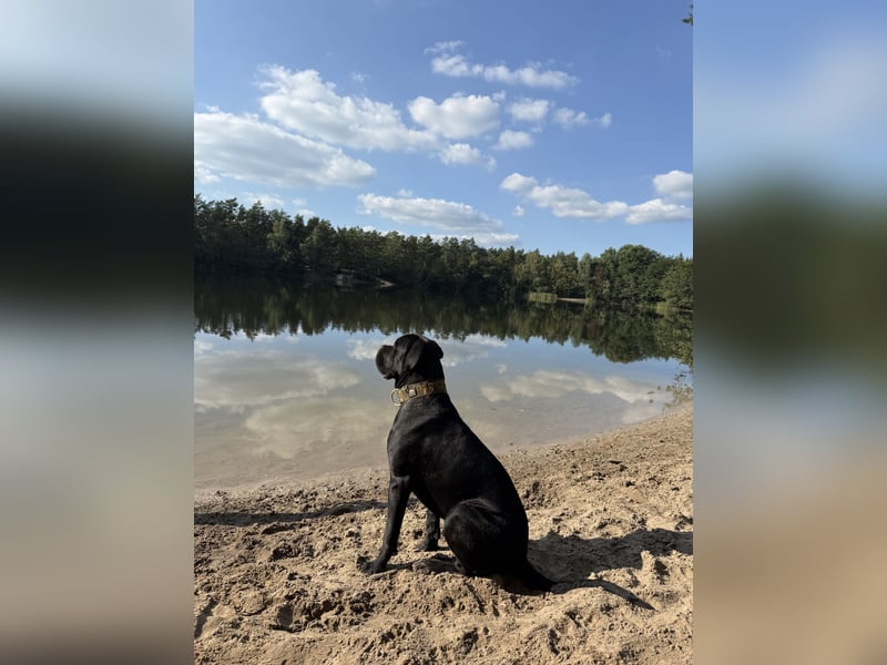 ❤️ Schweren Herzens suchen wir ein passendes Zuhause für unseren Cane Corso (1 Jahr).