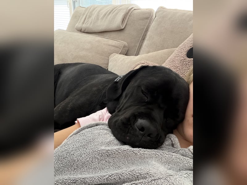 ❤️ Schweren Herzens suchen wir ein passendes Zuhause für unseren Cane Corso (1 Jahr).