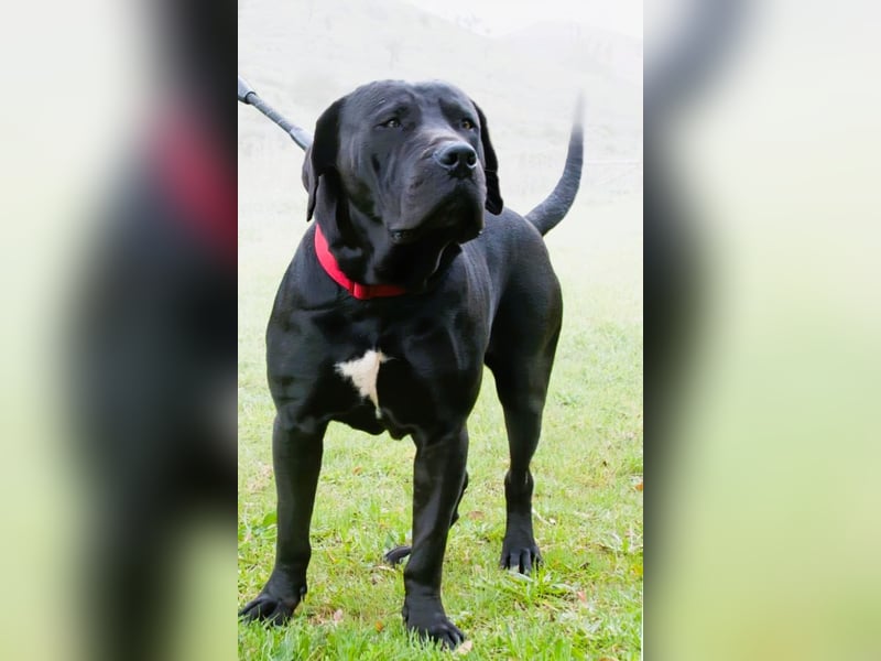 Zeus - ein beeindruckender Prachtkerl