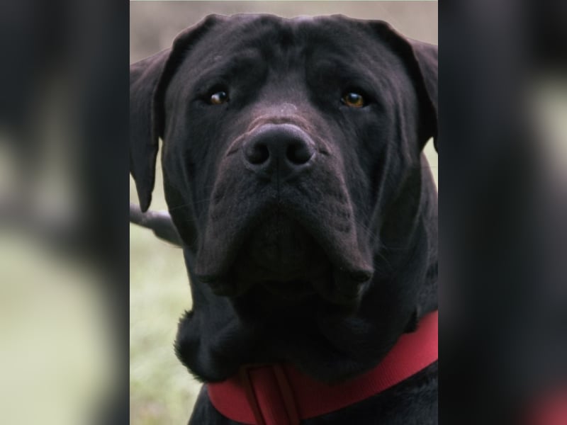 Zeus - ein beeindruckender Prachtkerl