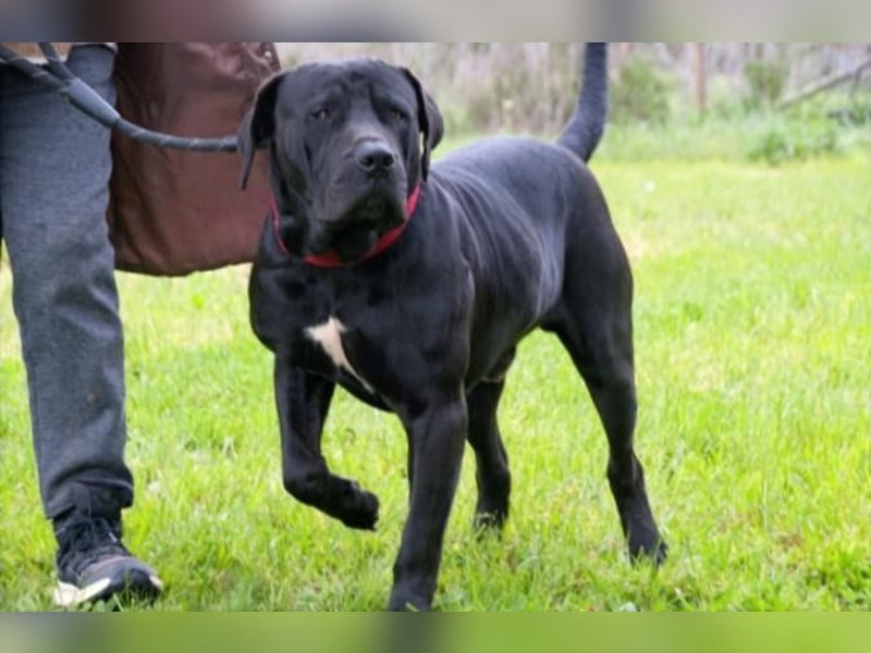 Zeus - ein beeindruckender Prachtkerl