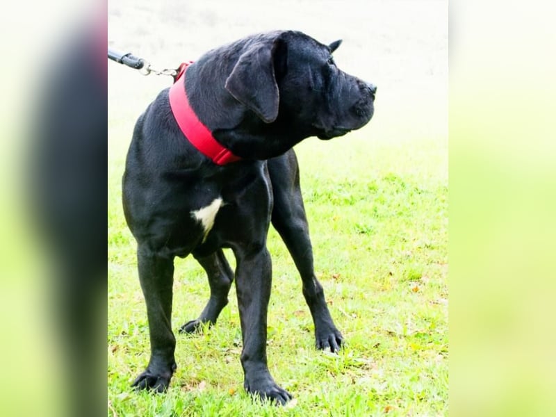 Zeus - ein beeindruckender Prachtkerl