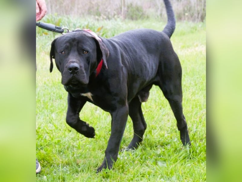 Zeus - ein beeindruckender Prachtkerl