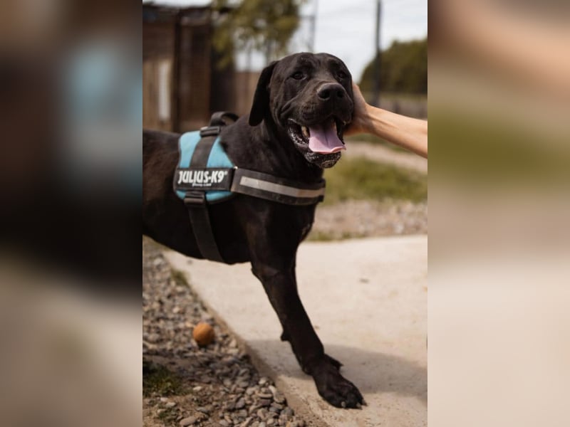 Otto ❤️ schmusiger, aktiver Cane Corso