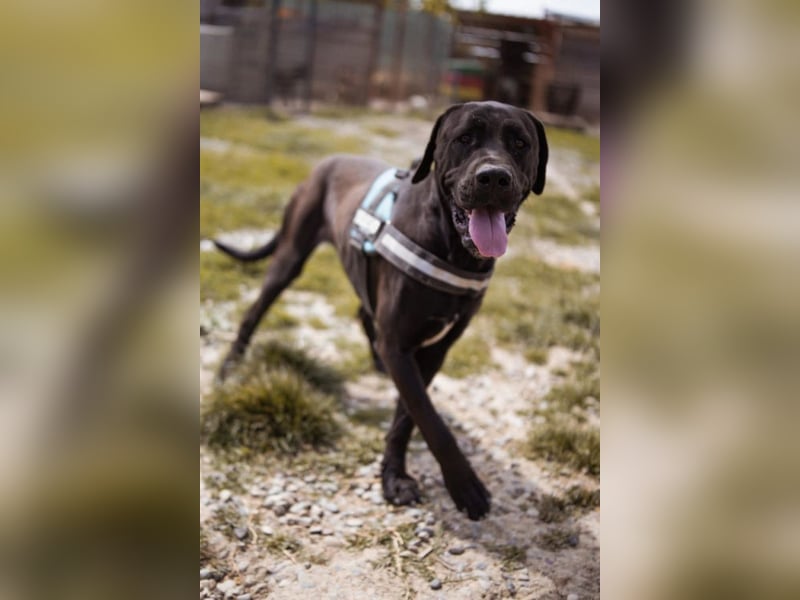Otto ❤️ schmusiger, aktiver Cane Corso