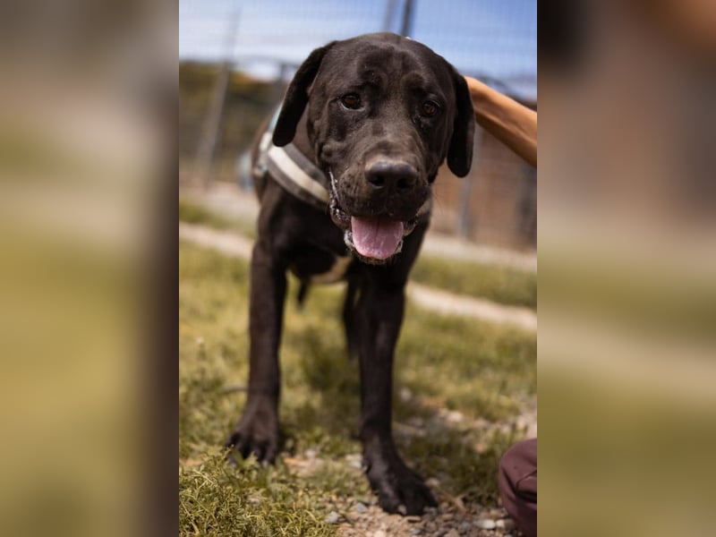 Otto ❤️ schmusiger, aktiver Cane Corso