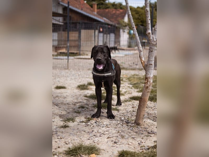 Otto ❤️ schmusiger, aktiver Cane Corso