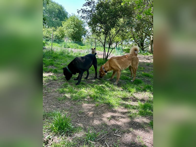 ❤️ Besonderer Bono sucht Glück ❤️