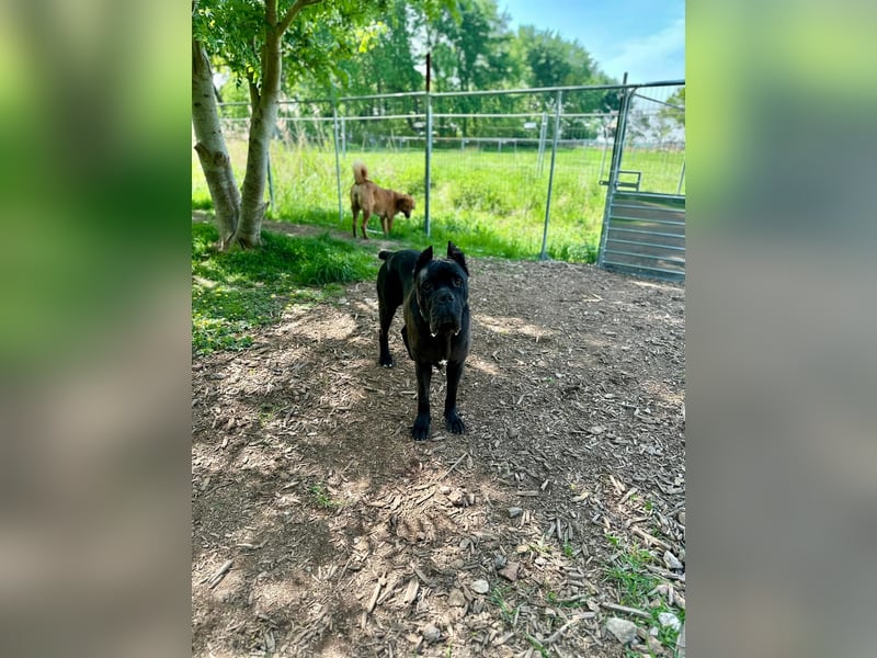 ❤️ Besonderer Bono sucht Glück ❤️